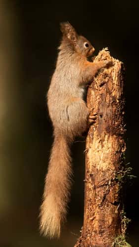 Red squirrel Sciurus vulgaris, adult climbing up a rotting tree stump, North Yorkshire, April