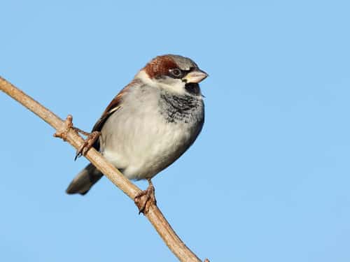 House sparrow Passer domesticus, male perched on thin branch against blue sky, The Wirral, UK, December