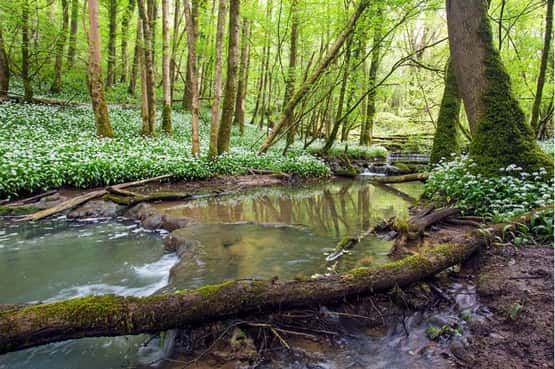 Wild garlic Allium ursinum, adult flowering plants and a stream with tufa waterfalls in a woodland, Slade Bottom, Forest of Dean, Gloucestershire, May
