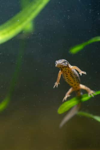 Common newt Lissotriton vulgaris, swimming in freshwater environment, Nottinghamshire, England, UK,