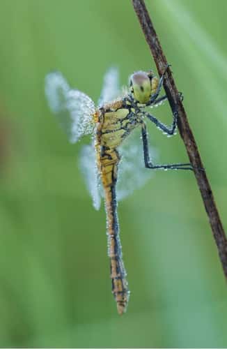 Ruddy darter dragonfly Sympetrum sanguineum, resting on stem while covered in morning dew, Essex, England, UK, July