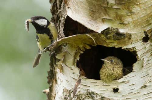 Great tit Parus major, feeding redstart chick after losing own young to fallen tree, Cannock Chase, Cannock, Staffordshire, England, May