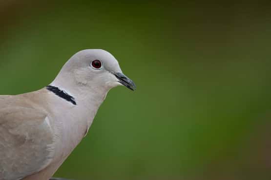 Collared dove Streptopelia decaocto, adult bird head portrait, Suffolk, England, UK, March