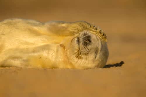 Atlantic grey seal Halichoerus grypus, newborn pup sleeping, Norfolk, November