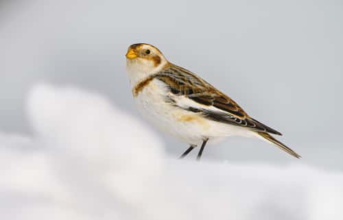 Snow bunting Plectrophenax nivalis, adult standing in snow-covered ground, North Scotland, UK, February