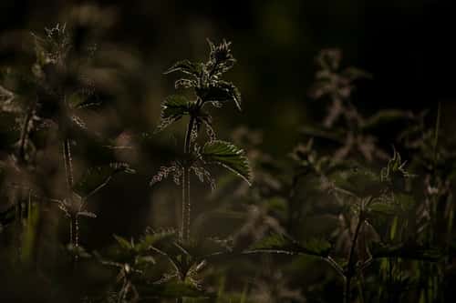 Common nettle Urtica dioica, in late evening sunlight, rural roadside verge, May