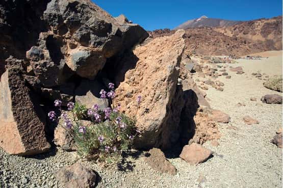 Tenerife wallflower Erysimum scoparium, mature flowering plant of high altitude cold desert on the flanks of Pico del Teide volcano seen in the distance, Tenerife, Canary Islands, April
