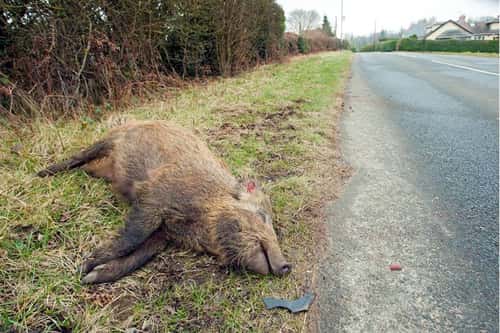 Wild boar Sus scrofa, young female road casuality probably hit at night, Forest of Dean, Gloucestershire, May
