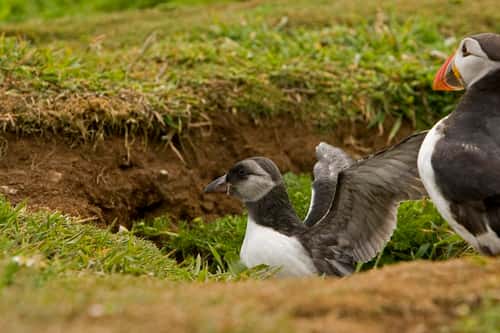 Puffin Fratercula artica, with young stretching wings, Skomer, July