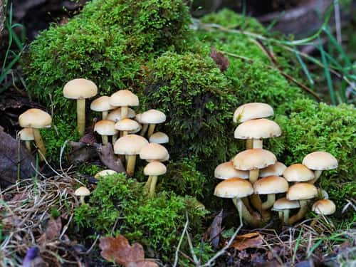 Sulphur tuft Hypholoma fasiculare, group at the base of a moss covered stump, New Forest National Park, Hampshire, England, UK, October