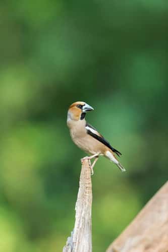 Hawfinch Coccothraustes coccothraustes, adult male perched in woodland, Tiszaalpár, Hungary, May