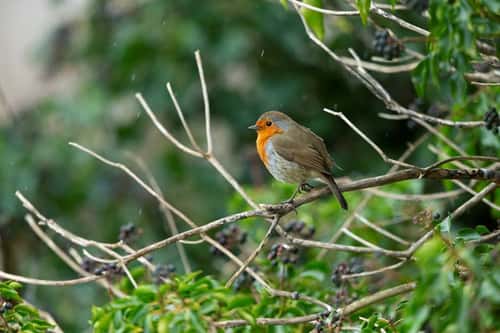 European robin Erithacus rubecula, adult perched on branch, Greylake, Somerset, March