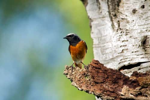 Redstart Phoenicurus phoenicurus, male standing on old piece of bark on silverbirch tree, Cannock Chase, Staffordshire, England, May
