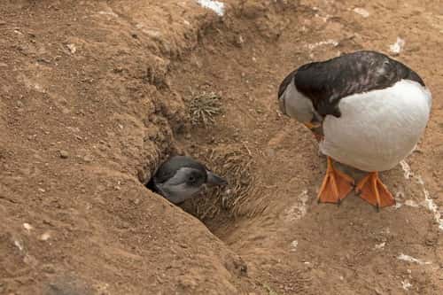 Puffin Fratercula artica, juvenile in burrow with parent, Skomer Island Pembrokeshire, Wales, July