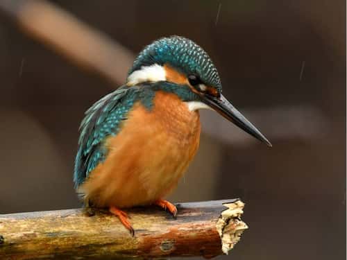 Common kingfisher Alcedo atthis, adult perched on branch, Czech Republic, April