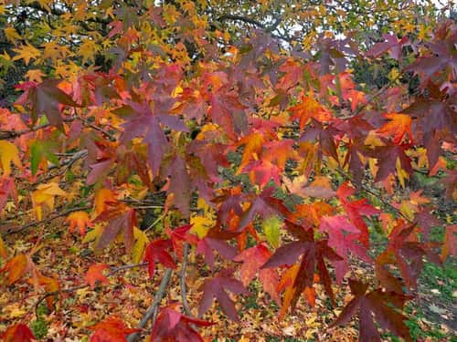 Liquidambar styraciflua 'Sweet Gum', autumn leaves changing colour, Norfolk, November