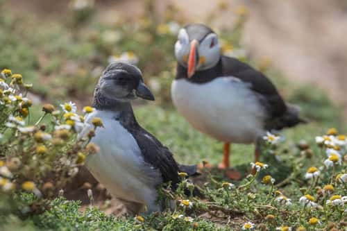 Atlantic puffin Fratercula arctica, young puffling with its parent, Skomer Island, Pembrokeshire, Wales, July