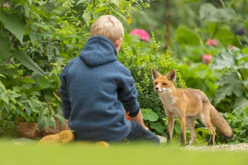 Red fox Vulpes vulpes, curious female looking at a boy in garden, Netherlands, August