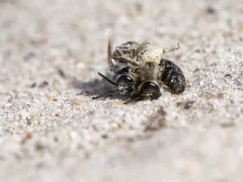 Small sandpit mining bee Andrena argentata, male attempting to mate with a female as she returns to her burrow in a loose sandy area of heathland with well loaded pollen brushes on her hind legs, Dorset, UK, September