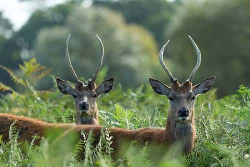 Red deer Cervus elaphus, young stags amongst bracken, Bushy Park, London, UK, September