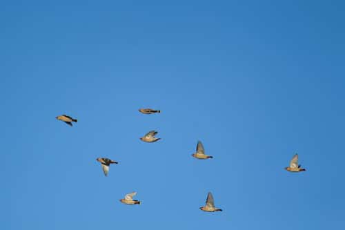 Waxwing Bombycilla garrulus, eight adult birds in flight, Suffolk, England, UK, January
