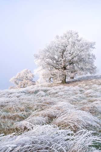 Vertical view of  frost-covered grasses and oak trees, Nottinghamshire, England, UK, December