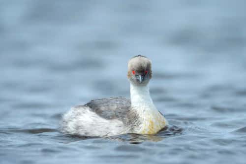 Silvery grebe Podiceps occipitalis, adult swimming, Long Pond, Sea Lion Island, East Falkland, December