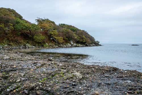 Coastal woodland and rocky shoreline, Islay, Scotland, UK, October
