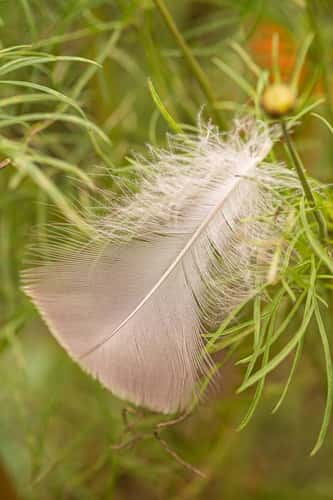Bird feather hanging on cosmos leaves in garden border, County Durham, September