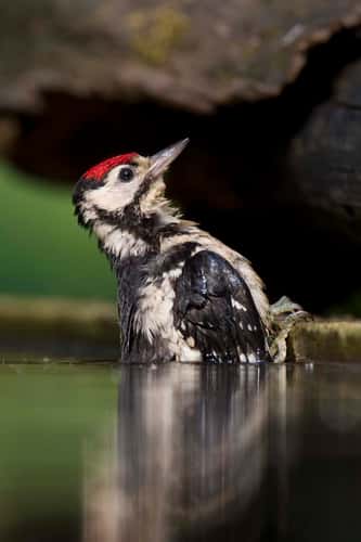 Great spotted woodpecker Dendrocopos major, juvenile bathing in pool, Pusztaszer, Hungary, June