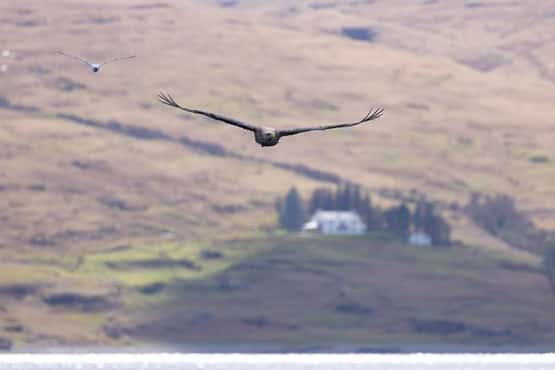 White-tailed eagle Haliaeetus albicilla, adult in flight, Loch na Keal, Isle of Mull, Scotland, UK, April
