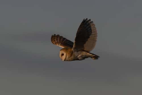 Barn owl Tyto alba, hunting in flight over rough grassland, Gloucestershire, England, UK, February