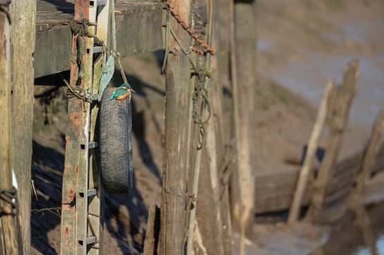 Kingfisher Alcedo atthis, adult female bird on a tyre used for mooring boats in a harbour, Norfolk, England, UK, March