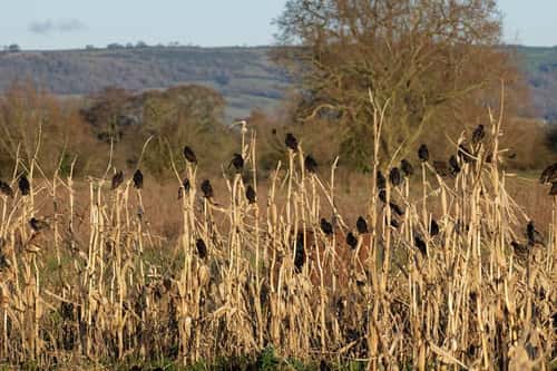 Starling Sturnus vulgaris, flock perched at a pre-roost in a Maize field at dusk, near Westhay, Somerset, UK, January