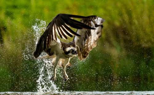 Osprey Pandion haliaetus, adult fishing, North Scotland, UK, July