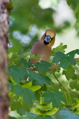 Hawfinch Coccothraustes coccothraustes, adult male perched in tree canopy, St. Meyme de Rozens, Dordogne, France, May