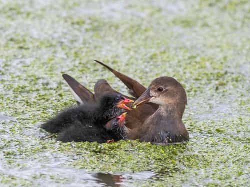 Moorhen Gallinula chloropus, with small chicks being attended by an immature bird from the first brood, Norfolk, July