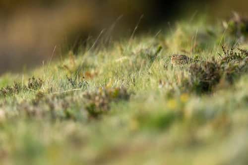 Eurasian skylark Alauda arvensis, adult hiding in grass, Holnicote Estate, Exmoor National Park, Somerset, England, UK, May
