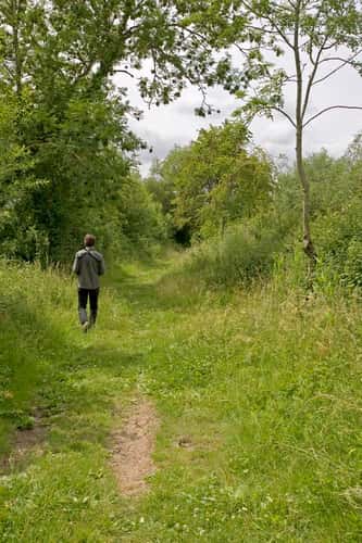 Visitor walking through woodland, West Sedgemoor RSPB reserve, Somerset Levels, England