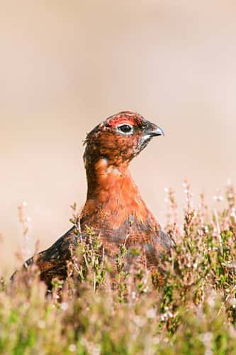 Red grouse Lagopus lagopus, adult male hiding in ling heather moorland, Speyside, Scotland, May