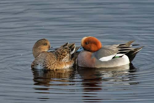 Wigeon Anas penelope, pair swimming close together, Catcott Lows National Nature Reserve, Somerset levels, UK, January