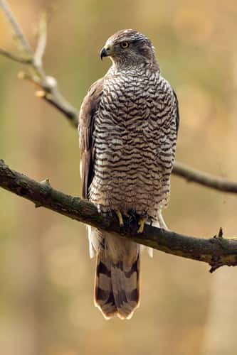Northern goshawk Accipiter gentilis, adult male perched on a branch, Forest of Dean, Gloucestershire, November