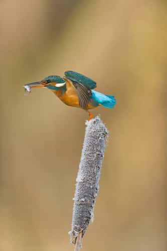 Common kingfisher Alcedo atthis, adult female flying from frost-covered reedmace seedhead with Three-spined stickleback Gasterosteus aculeatus, prey in beak, Suffolk, England, UK, December