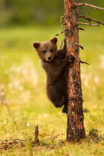 Eurasian brown bear Ursus arctos arctos, cub learning to climb tree, Finland, June