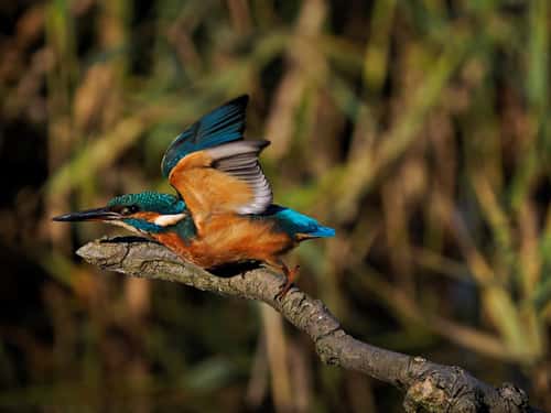 Kingfisher Alcedo atthis, adult female taking off from perch, side view with wings raised, Holme, Norfolk, UK, October