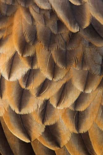 Red kite Milvus milvus, adult male wing feathers, captive, Hawk Conservancy Trust, Hampshire, April