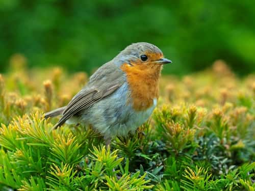 European robin Erithacus rubecula, perched in Yew Taxus hedge, Norfolk, November