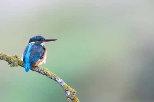 Common kingfisher Alcedo atthis, a single adult female bird perches on a fallen small branch along a small river, Nottinghamshire, England, UK, September