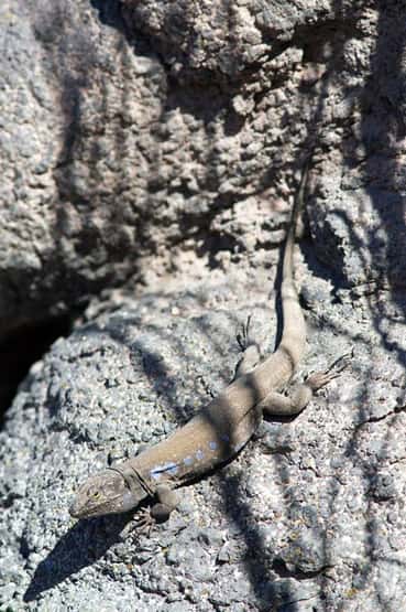 Tenerife lizard Gallotia galloti, adult male basking on dark volcanic basalt rock, Tenerife, Canary Islands, April