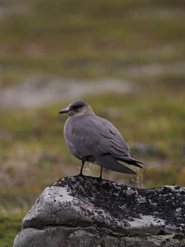 Arctoc skua Stercorarius parasiticus, dark phase adult perched on rock in coastal breeding ground, side and back view in portrait mode, Varanger, Norway, June
